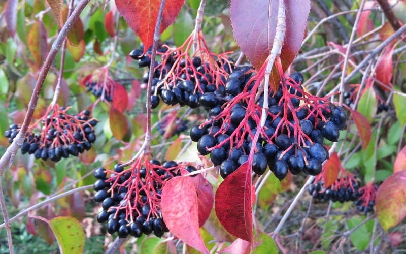 Nannyberry Viburnum - 3 Gallon Pot 6 Nannyberry Viburnum - 3 Gallon Pot - Image 4