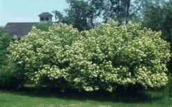 Nannyberry Viburnum - 3 Pack Of 1.5 Quart Pots 12 Nannyberry Viburnum - 3 Pack Of 1.5 Quart Pots -Bush Sale Shop viburnum lentago nannyberry 4 1