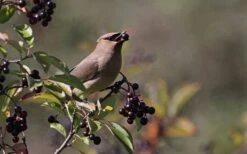 Nannyberry Viburnum - 3 Gallon Pot 13 Nannyberry Viburnum - 3 Gallon Pot -Bush Sale Shop viburnum lentago nannyberry 5