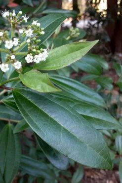 Moonlit Lace Viburnum - 7 Gallon Pot 12 Moonlit Lace Viburnum - 7 Gallon Pot -Bush Sale Shop viburnum moonlit lace 5 2