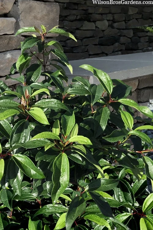 Moonlit Lace Viburnum - 7 Gallon Pot 3 Moonlit Lace Viburnum - 7 Gallon Pot