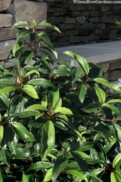 Moonlit Lace Viburnum - 1 Gallon Pot 11 Moonlit Lace Viburnum - 1 Gallon Pot -Bush Sale Shop viburnum moonlit lace 8 3