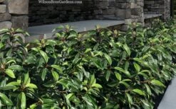 Moonlit Lace Viburnum - 6 Pack Of 1 Gallon Pots 11 Moonlit Lace Viburnum - 6 Pack Of 1 Gallon Pots -Bush Sale Shop viburnum moonlit lace 9 1