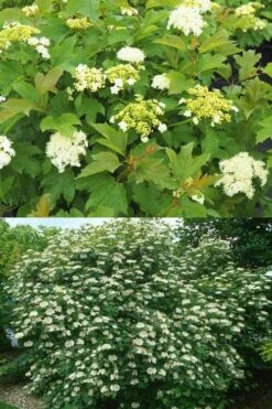 Dwarf European Cranberry Bush - 1 Gallon Pot 19 Dwarf European Cranberry Bush - 1 Gallon Pot -Bush Sale Shop viburnum opulus compactum dwarf european cranberry bush 10