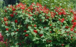 Dwarf European Cranberry Bush - 5 Gallon Pot 16 Dwarf European Cranberry Bush - 5 Gallon Pot -Bush Sale Shop viburnum opulus compactum dwarf european cranberry bush 2 1
