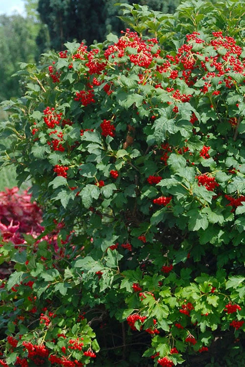 Dwarf European Cranberry Bush - 5 Gallon Pot 6 Dwarf European Cranberry Bush - 5 Gallon Pot - Image 4