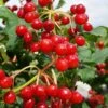 Dwarf European Cranberry Bush - 1 Gallon Pot 2 Dwarf European Cranberry Bush - 1 Gallon Pot -Bush Sale Shop viburnum opulus compactum dwarf european cranberry bush 9