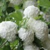 Eastern Snowball Viburnum Bush - 1 Gallon Pot 1 Eastern Snowball Viburnum Bush - 1 Gallon Pot -Bush Sale Shop viburnum opulus sterile eastern snowball 6