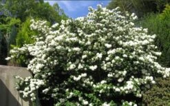 Japanese Snowball Bush (Viburnum Plicatum) - 2 Gallon Pot 11 Japanese Snowball Bush (Viburnum Plicatum) - 2 Gallon Pot -Bush Sale Shop viburnum plicatum japanese snowball bush flowers 15
