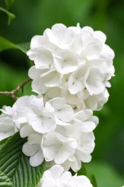 Japanese Snowball Bush (Viburnum Plicatum) - 2 Gallon Pot 12 Japanese Snowball Bush (Viburnum Plicatum) - 2 Gallon Pot -Bush Sale Shop viburnum plicatum japanese snowball flowers 10