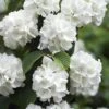 Japanese Snowball Bush (Viburnum Plicatum) - 2 Gallon Pot 2 Japanese Snowball Bush (Viburnum Plicatum) - 2 Gallon Pot -Bush Sale Shop viburnum plicatum japanese snowball flowers 14