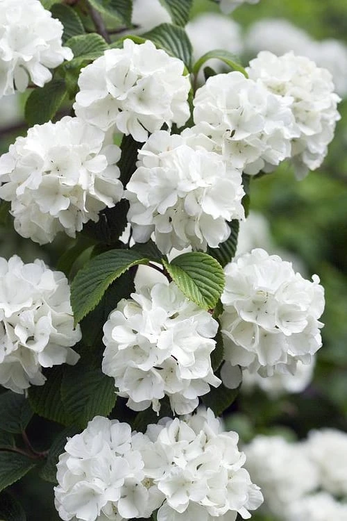Japanese Snowball Bush (Viburnum Plicatum) - 2 Gallon Pot 3 Japanese Snowball Bush (Viburnum Plicatum) - 2 Gallon Pot
