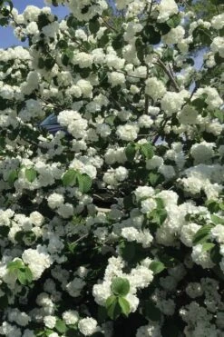 Japanese Snowball Bush (Viburnum Plicatum) - 2 Gallon Pot 13 Japanese Snowball Bush (Viburnum Plicatum) - 2 Gallon Pot -Bush Sale Shop viburnum plicatum japanese snowball flowers 15