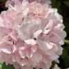 Kern's Pink Snowball Viburnum Bush - 2 Gallon Pot 2 Kern's Pink Snowball Viburnum Bush - 2 Gallon Pot -Bush Sale Shop viburnum plicatum kerns pink snowball 2
