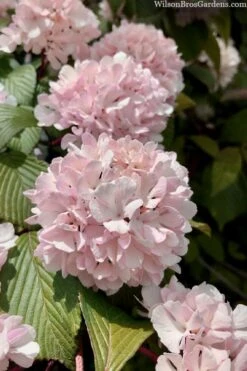 Kern's Pink Snowball Viburnum Bush - 2 Gallon Pot 12 Kern's Pink Snowball Viburnum Bush - 2 Gallon Pot -Bush Sale Shop viburnum plicatum kerns pink snowball 3