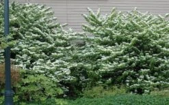 Japanese Doublefile Viburnum - 2 Gallon Pot 17 Japanese Doublefile Viburnum - 2 Gallon Pot -Bush Sale Shop viburnum plicatum tomentosum japanese doublefile 1