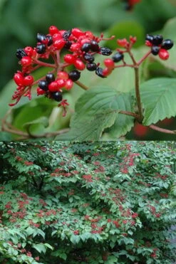 Japanese Doublefile Viburnum - 2 Gallon Pot 16 Japanese Doublefile Viburnum - 2 Gallon Pot -Bush Sale Shop viburnum plicatum tomentosum japanese doublefile 2