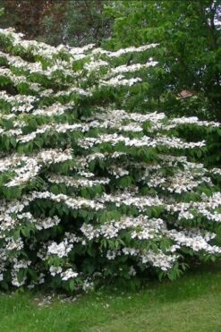 Japanese Doublefile Viburnum - 2 Gallon Pot 19 Japanese Doublefile Viburnum - 2 Gallon Pot -Bush Sale Shop viburnum plicatum tomentosum japanese doublefile 5