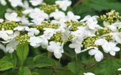 Japanese Doublefile Viburnum - 2 Gallon Pot 18 Japanese Doublefile Viburnum - 2 Gallon Pot -Bush Sale Shop viburnum plicatum tomentosum japanese doublefile 6