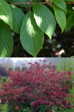 Japanese Doublefile Viburnum - 2 Gallon Pot 15 Japanese Doublefile Viburnum - 2 Gallon Pot -Bush Sale Shop viburnum plicatum tomentosum japanese doublefile 9