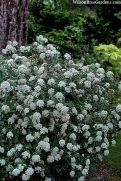 Prague Viburnum - 1 Gallon Pot 13 Prague Viburnum - 1 Gallon Pot -Bush Sale Shop viburnum pragense prague 4 1