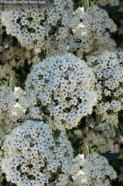 Prague Viburnum - 3 Gallon Pot 15 Prague Viburnum - 3 Gallon Pot -Bush Sale Shop viburnum pragense prague 5 2