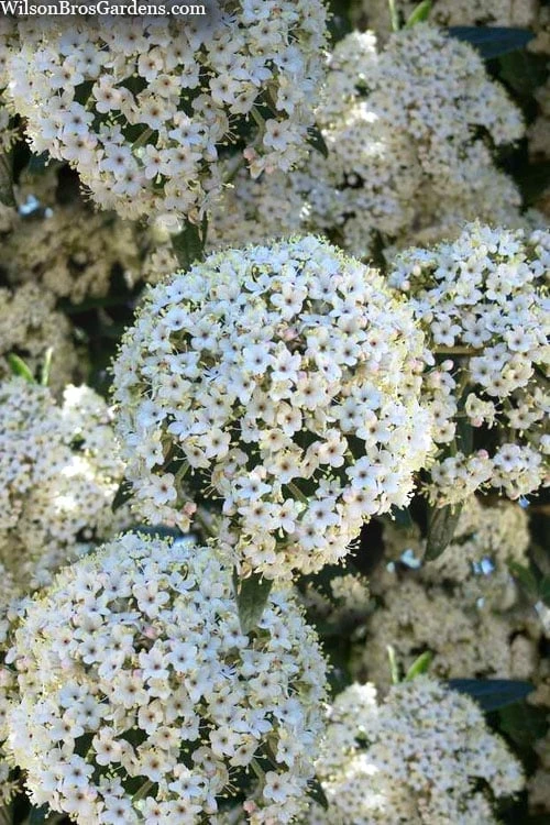 Prague Viburnum - 1 Gallon Pot 3 Prague Viburnum - 1 Gallon Pot