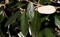 Prague Viburnum - 2.5 Quart Pot -Bush Sale Shop viburnum pragense prague 7