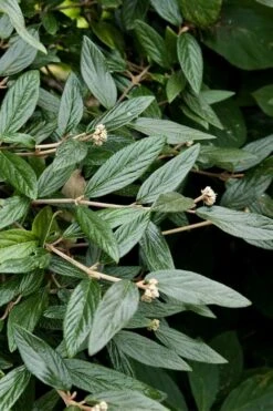 Prague Viburnum - 2.5 Quart Pot -Bush Sale Shop viburnum pragense prague 9