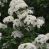 Blackhaw Viburnum - 2 Gallon Pot