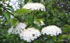Blackhaw Viburnum - 3 Gallon Pot 15 Blackhaw Viburnum - 3 Gallon Pot -Bush Sale Shop viburnum prunifolium black haw 4