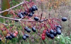 Blackhaw Viburnum - 3 Gallon Pot 14 Blackhaw Viburnum - 3 Gallon Pot -Bush Sale Shop viburnum prunifolium black haw 5