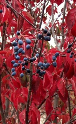 Blackhaw Viburnum - 2 Gallon Pot 16 Blackhaw Viburnum - 2 Gallon Pot -Bush Sale Shop viburnum prunifolium black haw 6 1