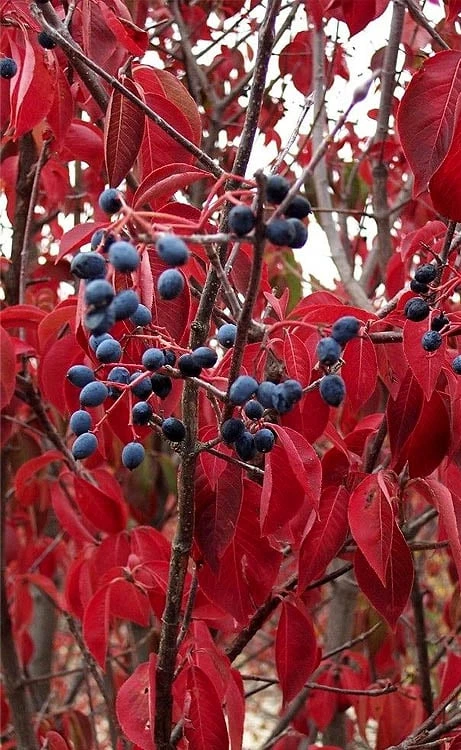 Blackhaw Viburnum - 3 Gallon Pot 9 Blackhaw Viburnum - 3 Gallon Pot - Image 7