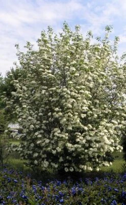 Blackhaw Viburnum - 2 Gallon Pot 13 Blackhaw Viburnum - 2 Gallon Pot -Bush Sale Shop viburnum prunifolium black haw 7 1