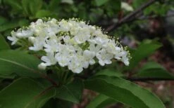 Blackhaw Viburnum - 3 Gallon Pot 17 Blackhaw Viburnum - 3 Gallon Pot -Bush Sale Shop viburnum prunifolium black haw 9