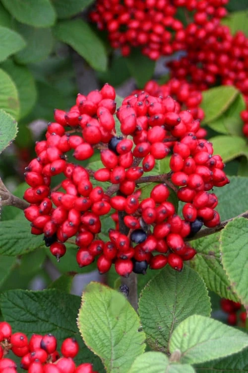Red Balloon Viburnum - 3 Gallon Pot 3 Red Balloon Viburnum - 3 Gallon Pot