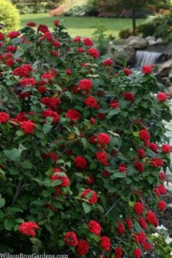 Red Balloon Viburnum - 3 Gallon Pot 12 Red Balloon Viburnum - 3 Gallon Pot -Bush Sale Shop viburnum rhytidophylloides red balloon 2