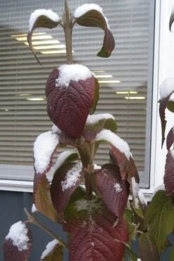 Red Balloon Viburnum - 3 Gallon Pot 13 Red Balloon Viburnum - 3 Gallon Pot -Bush Sale Shop viburnum rhytidophylloides red balloon 4