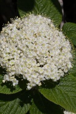 Red Balloon Viburnum - 3 Gallon Pot 11 Red Balloon Viburnum - 3 Gallon Pot -Bush Sale Shop viburnum rhytidophylloides red balloon 5