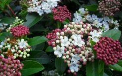 Spring Bouquet Viburnum - 6 Pack Of 1 Gallon Pots -Bush Sale Shop viburnum spring bouquet 800x500 1
