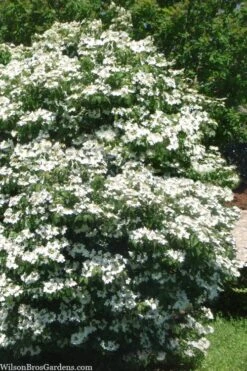 Summer Snowflake Viburnum - 1 Gallon Pot 13 Summer Snowflake Viburnum - 1 Gallon Pot -Bush Sale Shop viburnum summer snowflake 102