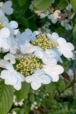 Summer Snowflake Viburnum - 1 Gallon Pot 14 Summer Snowflake Viburnum - 1 Gallon Pot -Bush Sale Shop viburnum summer snowflake 103