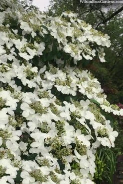 Summer Snowflake Viburnum - 1 Gallon Pot 16 Summer Snowflake Viburnum - 1 Gallon Pot -Bush Sale Shop viburnum summer snowflake 105