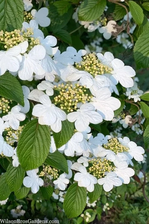 Summer Snowflake Viburnum - 1 Gallon Pot 3 Summer Snowflake Viburnum - 1 Gallon Pot