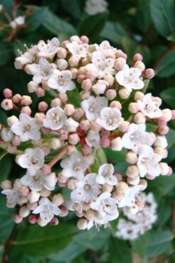 Spring Bouquet Viburnum - 3 Gallon Pot 12 Spring Bouquet Viburnum - 3 Gallon Pot -Bush Sale Shop viburnum tinus spring bouquet 1 2