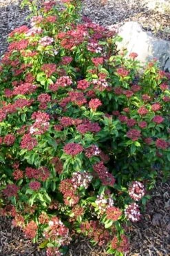 Spring Bouquet Viburnum - 3 Gallon Pot 13 Spring Bouquet Viburnum - 3 Gallon Pot -Bush Sale Shop viburnum tinus spring bouquet 2 2