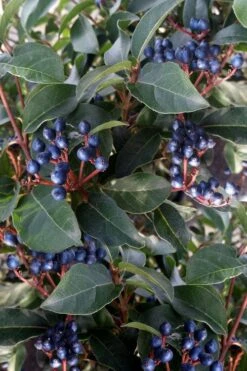 Spring Bouquet Viburnum - 6 Pack Of 1 Gallon Pots -Bush Sale Shop viburnum tinus spring bouquet 5