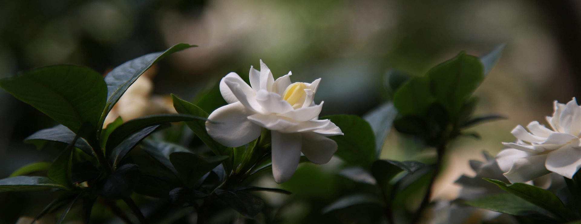 Bush Sale Shop 3 Bush Sale Shop -Bush Sale Shop gardenia 3520319 1920