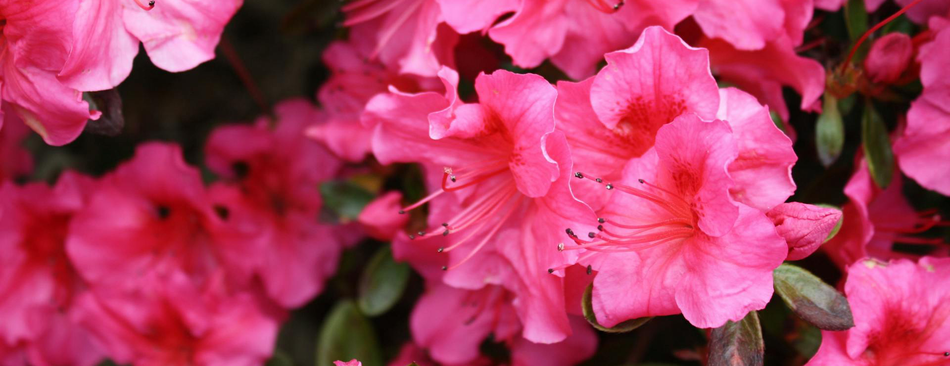 Bush Sale Shop 1 Bush Sale Shop -Bush Sale Shop pexels pixabay 62662